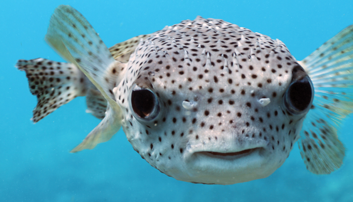 Invasive Species Threaten Türkiye’s Marine and Freshwater Ecosystems: From Mediterranean to Black Sea