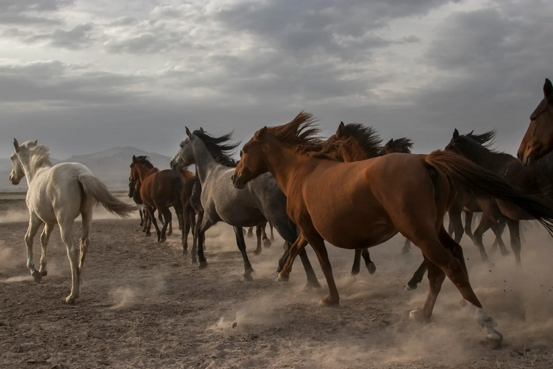 Türkiye’s Wild Horses: A National Heritage Returning to the Spotlight